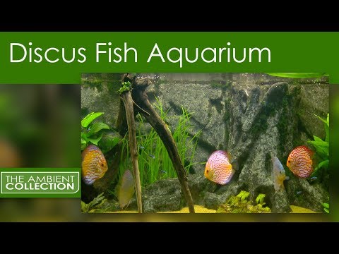 Fish Tank DVD - Relax With A Discus Fish Aquarium With Relaxing Music