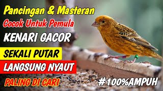 Download lagu PANCINGAN KENARI GACOR, COCOK UNTUK MASTERAN KENARI PAUD & PANCINGAN KENARI YANG MALAS BUNYI mp3 Download lagu PANCINGAN KENARI GACOR, COCOK UNTUK MASTERAN KENARI PAUD & PANCINGAN KENARI YANG MALAS BUNYI mp3