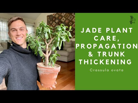 , title : 'JADE PLANT Care, Propagation and Trunk Thickening Tips - 2023'