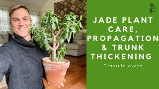 JADE PLANT Care, Propagation and Trunk Thickening Tips - 2023