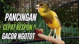 Download lagu Burung Kenari Kenari Gacor Dor! Pancingan Paling Ampuh Buat Kenari Macet Langsung Bunyi!! mp3 Download lagu Burung Kenari Kenari Gacor Dor! Pancingan Paling Ampuh Buat Kenari Macet Langsung Bunyi!! mp3