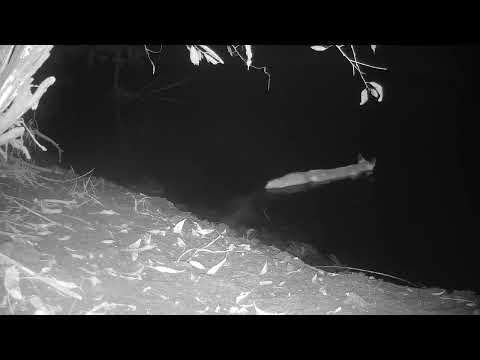 Kann ein Fuchs schwimmen?