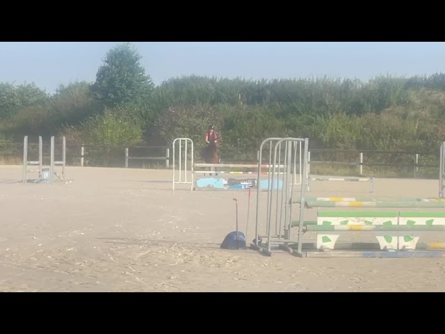 Ruin Franse rijpony PFS Te koop 2019 Vos ,  Mon Nantano de florys