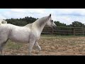 Alfabia Halawa Ansata Halim Bay X Sche Mon Ami 2006 Grey SE Arabian Mare