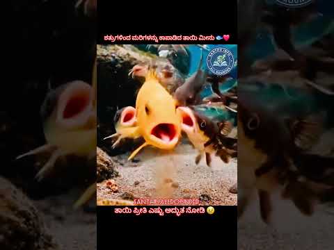 ಶತ್ರುಗಳಿಂದ ಮರಿಗಳನ್ನು ಕಾಪಾಡಿದ ತಾಯಿ ಮೀನು ❤️Mother Fish Protects Babies ❤️🐟Real Mother Love in Nature 😢