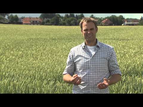Resistenzzüchtung gegen Ährenfusarium im Weizen