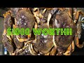 Where To Buy Live Dungeness Crab In Half Moon Bay