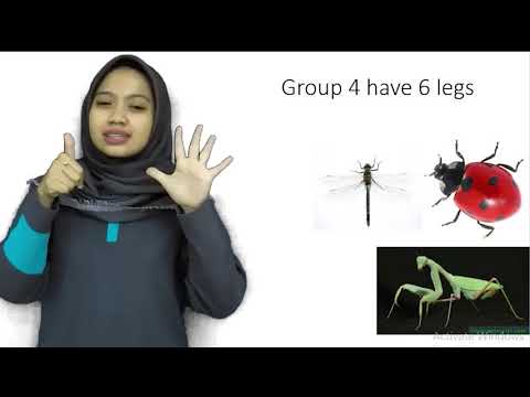 classifying animals based on their common characteristics