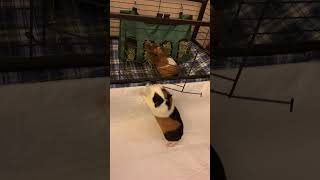 #GUINEA PIGS OPENING THE CAGE GATE!!! SMARTY PIGGIES FIGURED OUT HOW TO OPEN THEIR GATE!!!