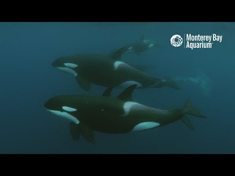 White Shark vs. Orca – Who’s the Top Predator?