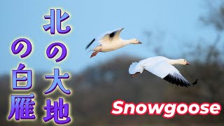 白雁にどうしても会いたくて遠くまで来たI came so far because I really wanted to see the white geese