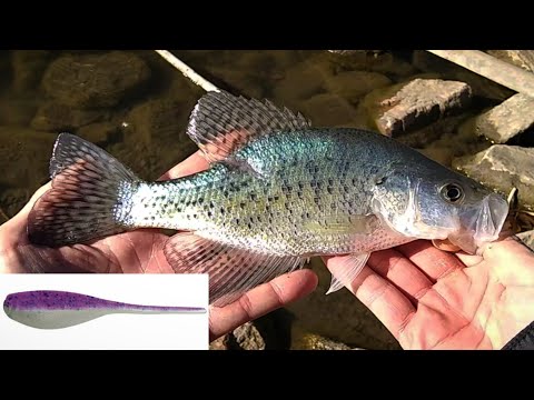 Crappie fishing with Bobby Garland's baby shad.