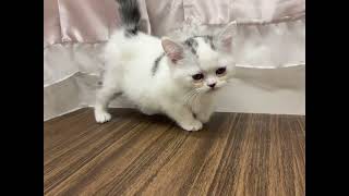 ミヌエットの動画01