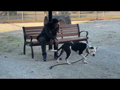 Dottie video