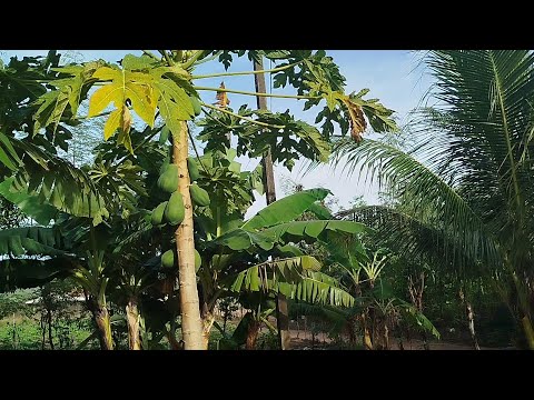 Sertão do agreste: Dia de Chuva e Plantação na Roça em Taquarana - Alagoas 🌧️🌱​Descrição:
