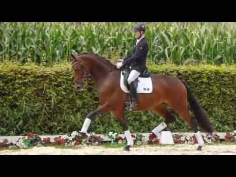 27 Rosenstolz  Stute v. Rational - FürstPiccolo