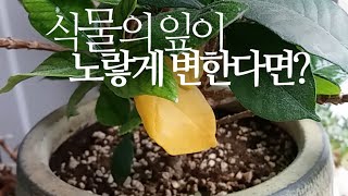 식물의 잎이 노랗게 변한다면?(양귀비,수레국화,안개초,한련화,꽃치자나무) 267화 #해맑은TV
