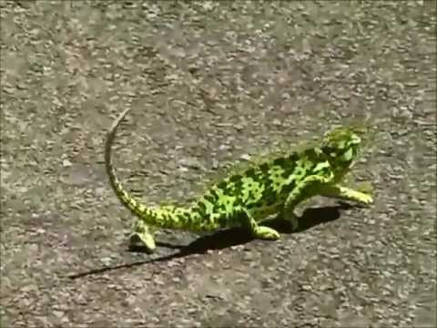 Cengâver - Chameleon