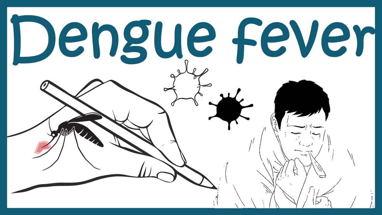 Dengue fever || Dengue virus and  pathophysiology