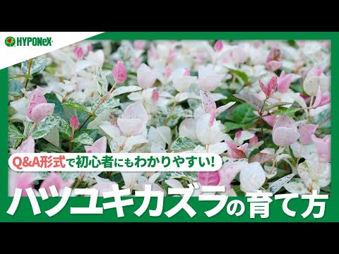 ススキの管理方法は？エレファントグラスの植え方、剪定、肥料のやり方に関するヒント  庭園