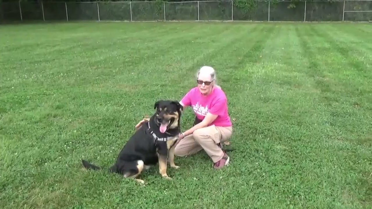 Boots, a Adoptable Mixed Breed in Nashville, IN video 6/6