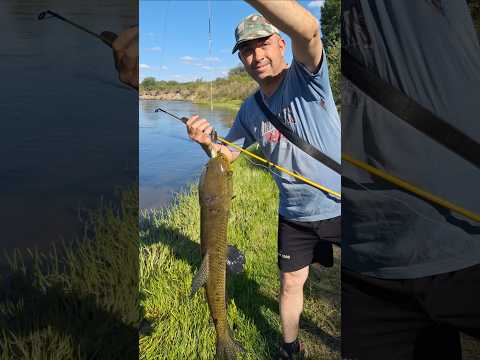 Tarariron en Río Ctalamochita - Córdoba 💣 Sebastián de Tancacha dio con esta hermosa tararira!!! ♻️