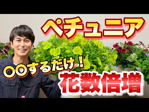 ペルシャフリチラリア、Fritillaria persica