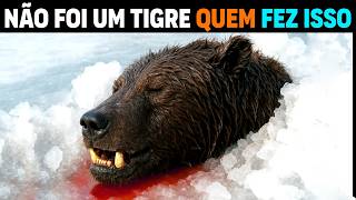 🚨 AGORA: Predador esta DESPEDAÇANDO URSOS Gigantes na Sibéria