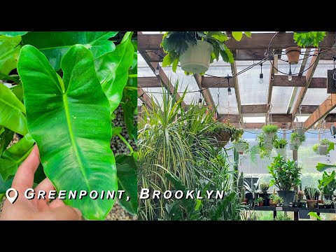 Houseplant Shopping in Brooklyn, NY! Crest Hardware, Wholesome Basket, & Graham Garden