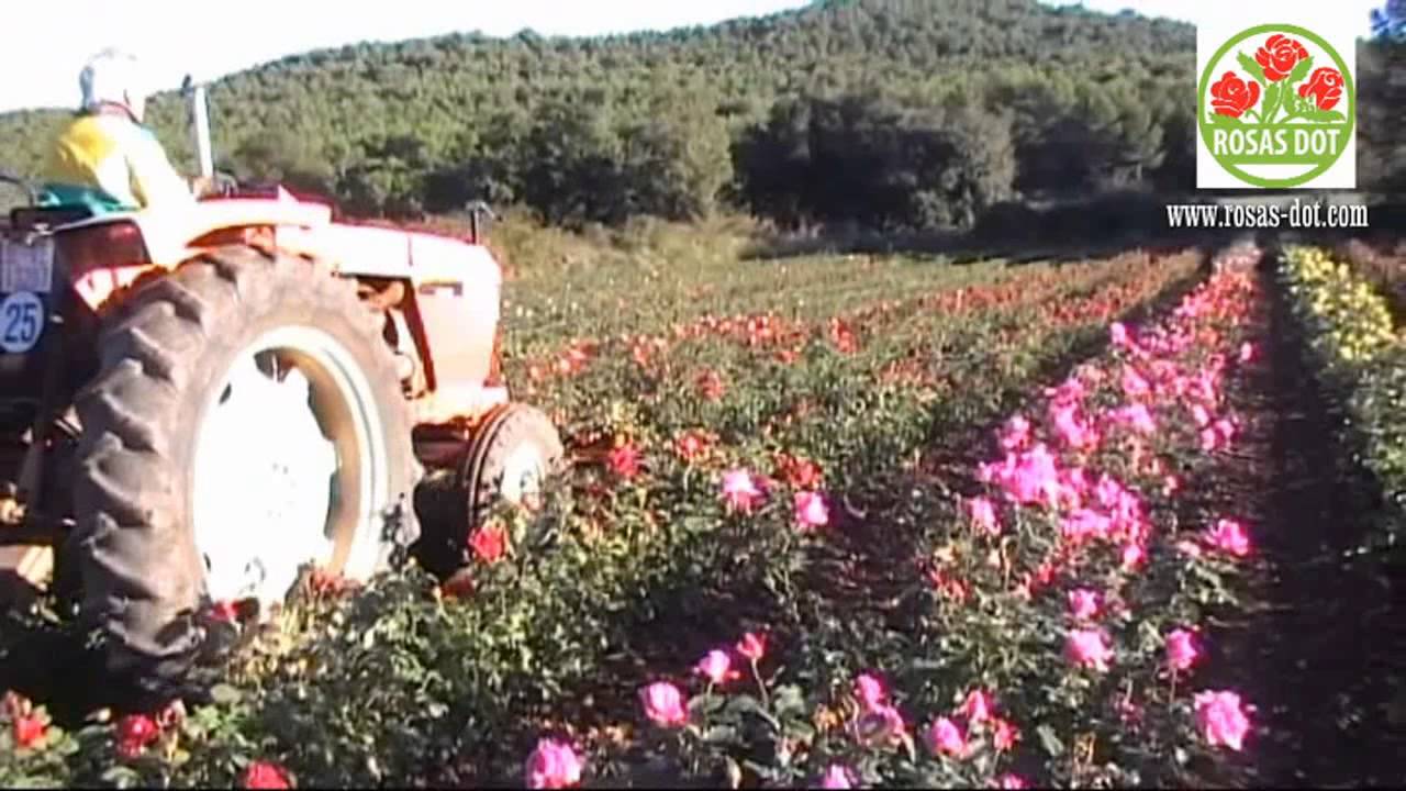 La poda - Rosas Dot (el cultiu dels rosers)