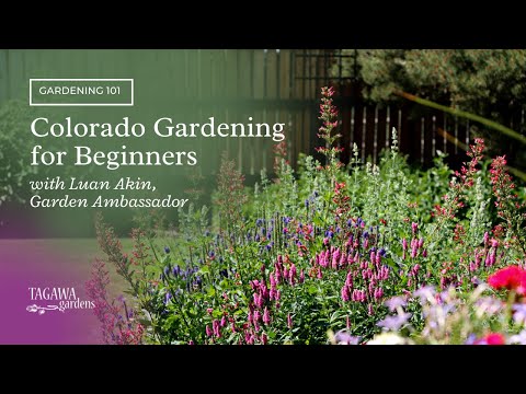 YouTube video about: When to plant hydrangeas in colorado?