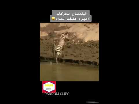 Baby Zebra (Colt) Just Escaped from a predator Alligator ! Random Clips Raw#31