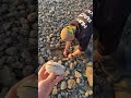 Catching a Real Life Pokemon