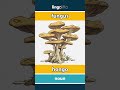 fungus - hongo video thumbnail