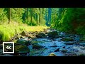 Redwoods Forest River Birdsong Relaxing Nature Sounds In 4K 6 Hours