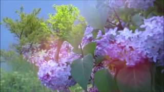 Manistee Michigan -Spring year 2018-  Music A Home in The Meadow by The Waterboys