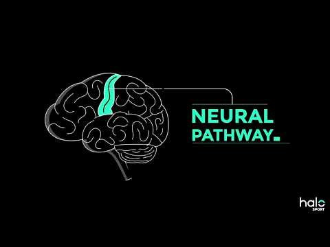 The Neuroscience of Learning