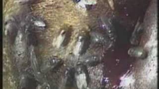 Bill Viola - "Mary had a little lamb."