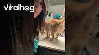 Download lagu Say Something Smart || ViralHog mp3