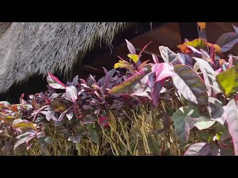 NUSA LEMBONGAN        Mola Mola House Mushroom Bay - 1st August 2023