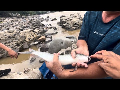 Así va la pesca en el río Magdalena y como esta realmente la subienda mitaquera en Honda Tolima