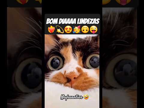 Cut #cat #funny #lovecats