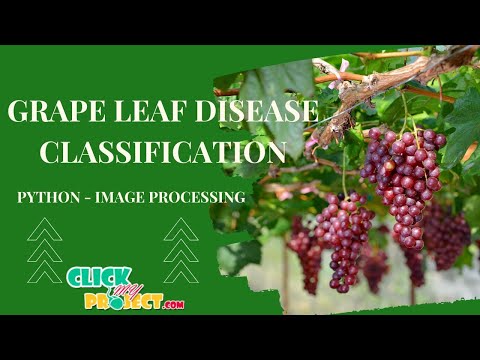 Python Image Processing Grape Leaf Disease Classification Clickmyproject