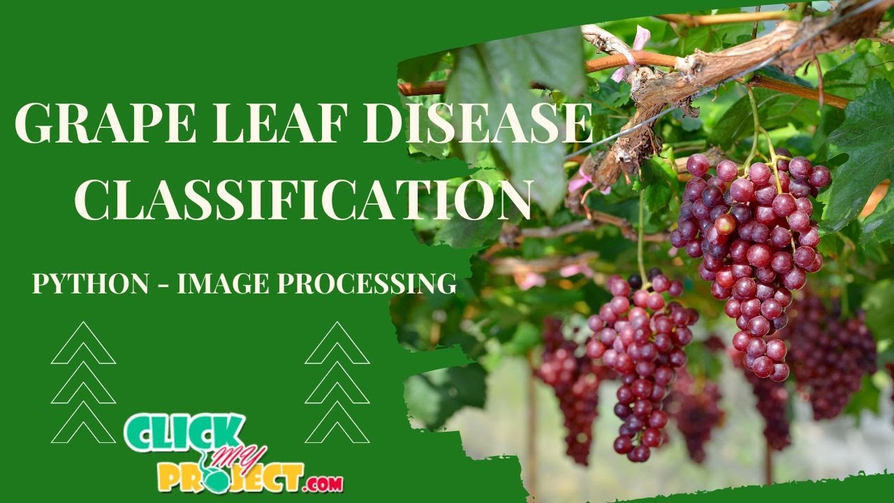Python Image Processing - Grape Leaf Disease Classification - ClickMyProject