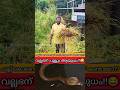 I Couldn T Find A Coconut Tree So I Adjusted It With Grass Snakemaniac Snake Cobra Viral