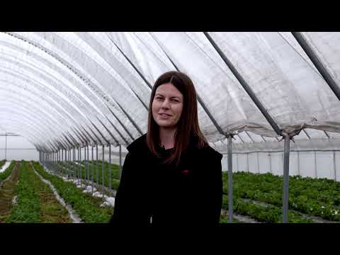 Poprawa kondycji truskawek w uprawie po osłonami, po okresie silnego stresu