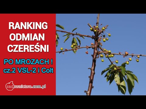 RANKING odmian czereśni PO MROZACH - cz.2  - podkładka VLS-2 i Colt
