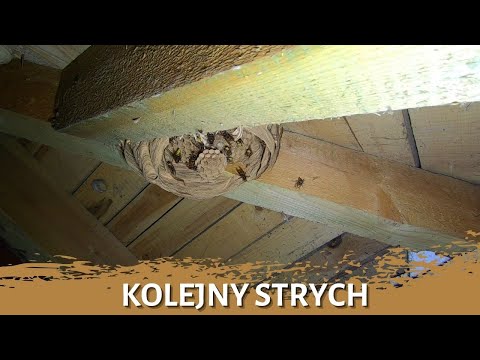 Successive loft - hornet nest removal - hornets nest - hornet