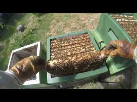 Kupbyte inför försäljning av samhälle från Kungsladugårds bigård