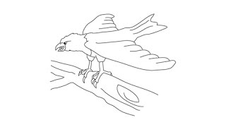 How to draw an Eagle - Easy step-by-step drawing lessons for kids